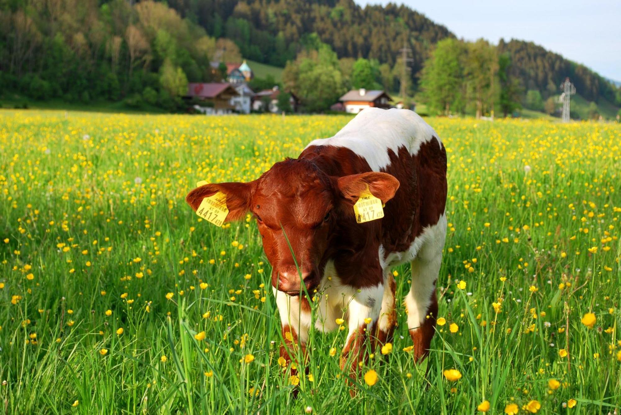 Apartment Obergruberhof Schladming Dış mekan fotoğraf